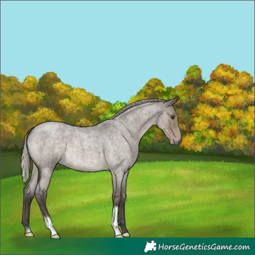 Horse Color:Silver Smoky Grullo Roan