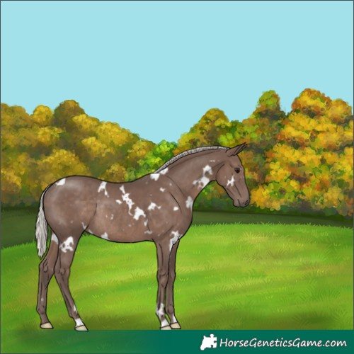 Horse Color:White Spotted Silver Black Rabicano