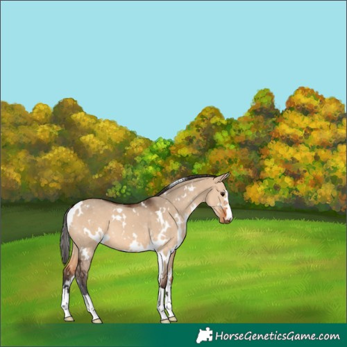 Horse Color:White Spotted Bay Dun 