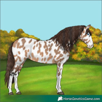 Horse Color:Bay Dun Splash Appaloosa 