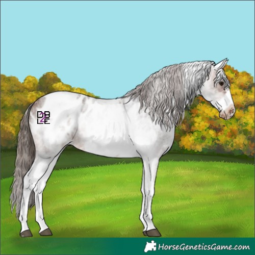 Horse Color:White Spotted Brown Roan Frame Appaloosa 