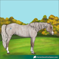 Horse Color:Silver Blue Roan Sabino