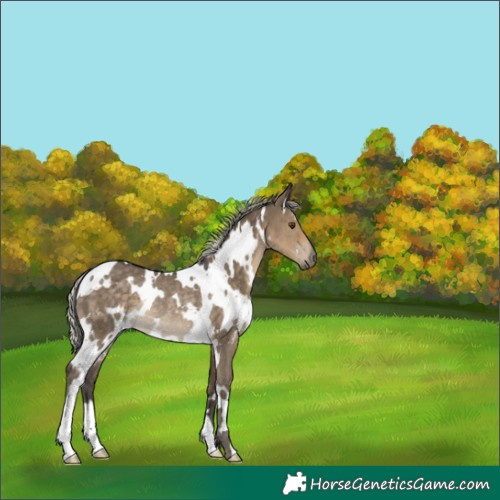 Horse Color:White Spotted Silver Smoky Grullo Rabicano 