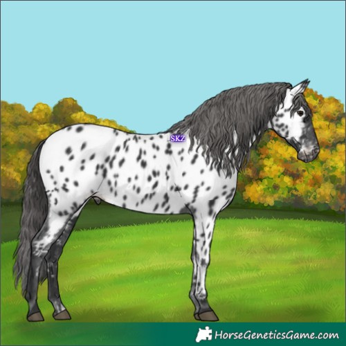 Horse Color:Black Appaloosa 