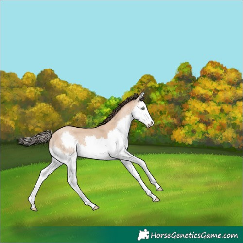 Horse Color:Amber Champagne Splash 