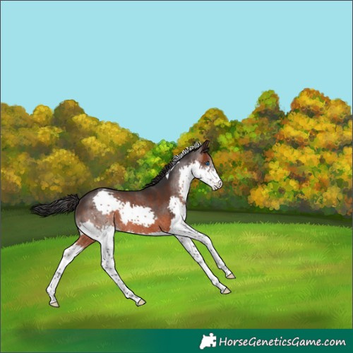 Horse Color:Brown Splash Tobiano 