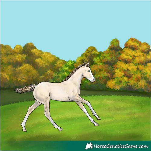 Horse Color:Amber Cream Champagne Pearl Splash 