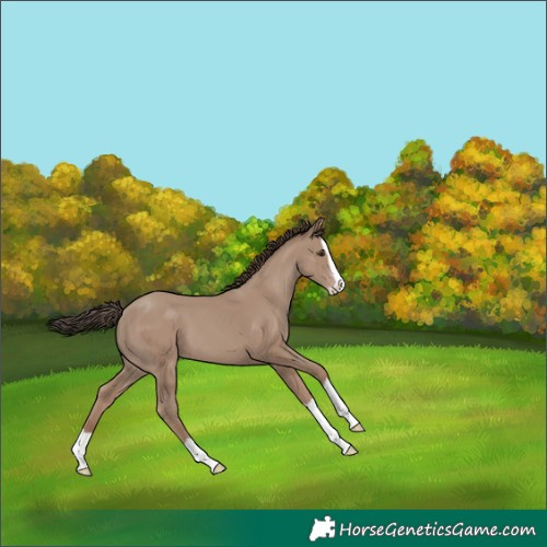 Horse Color:Classic Champagne Splash 