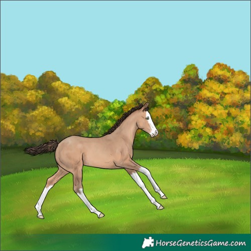 Horse Color:Amber Champagne Splash 