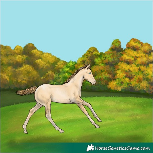 Horse Color:Buckskin Pearl 