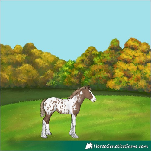 Horse Color:Liver Red Dun Splash Tobiano Appaloosa 
