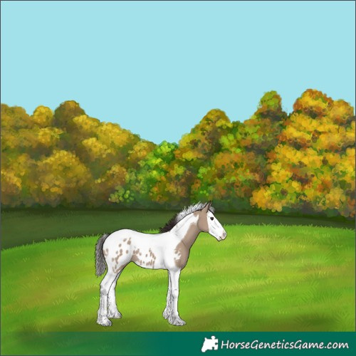 Horse Color:Liver Red Dun Splash Tobiano Appaloosa
