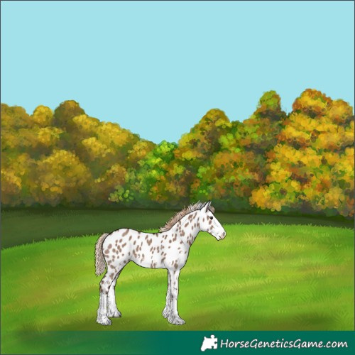 Horse Color:White Spotted Liver Red Dun Sabino Splash Appaloosa 