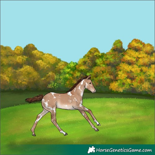 Horse Color:White Spotted Red Dun 
