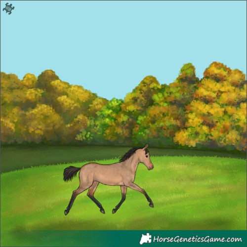 Horse Color:Bay Dun 