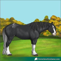 Horse Color:Black Splash Appaloosa 