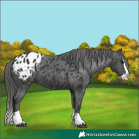 Horse Color:Black Splash Blanket