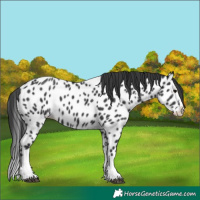 Horse Color:Black Splash Appaloosa 