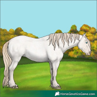 Horse Color:Smoky Creme Roan Dun 