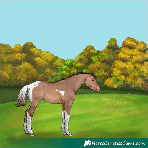 Horse Color:Chocolate Bay Dun Tobiano Varnish