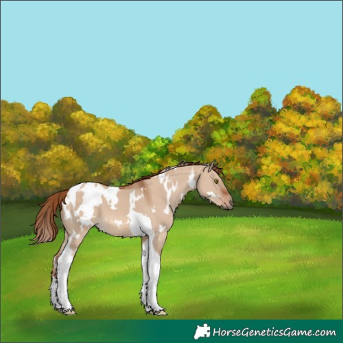Horse Color:Unknown 