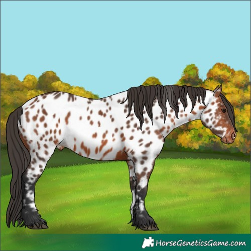 Horse Color:Bay Appaloosa 