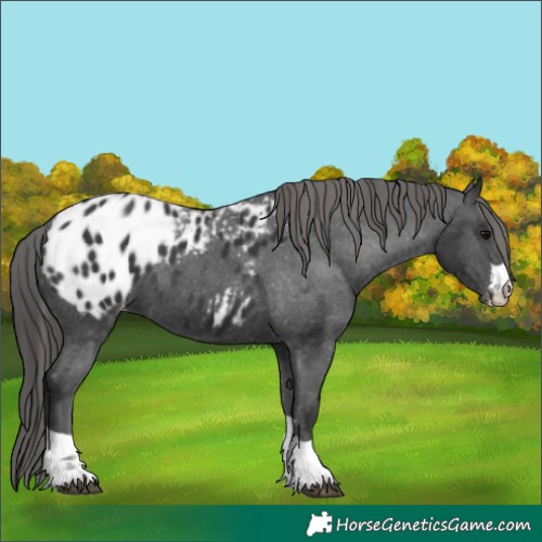 Horse Color:Black Appaloosa 