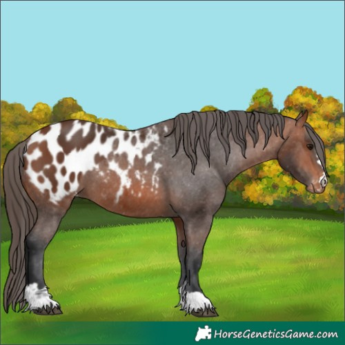 Horse Color:Bay Appaloosa 