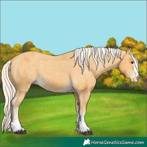 Horse Color:Palomino Appaloosa 