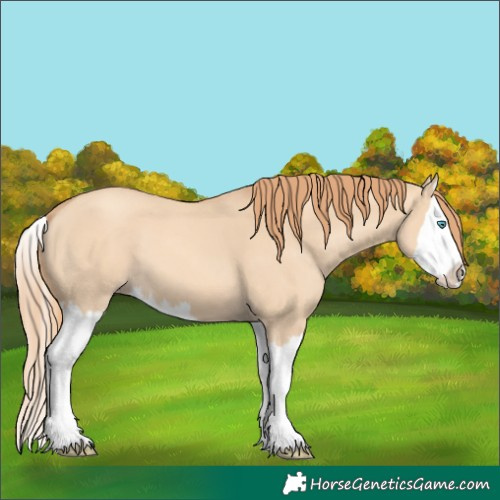 Horse Color:Gold Champagne Dun Splash 