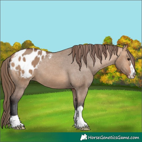 Horse Color:Bay Dun Appaloosa