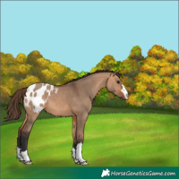 Horse Color:Bay Dun Appaloosa 