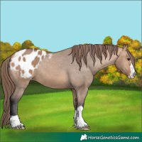 Horse Color:Bay Dun Appaloosa 