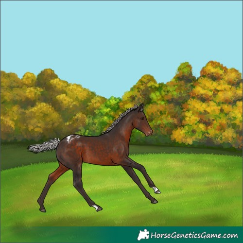 Horse Color:Silver Brown Appaloosa 