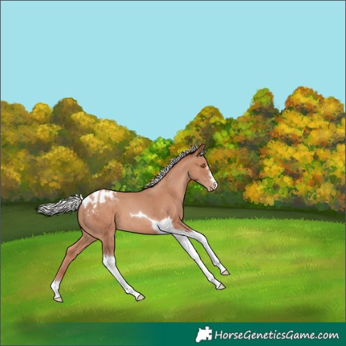 Horse Color:Silver Classic Champagne Tobiano Blanket 