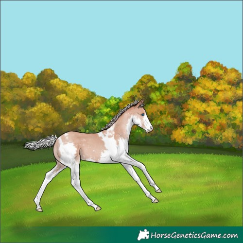 Horse Color:Silver Classic Champagne Splash Tobiano Snowflake Varnish 