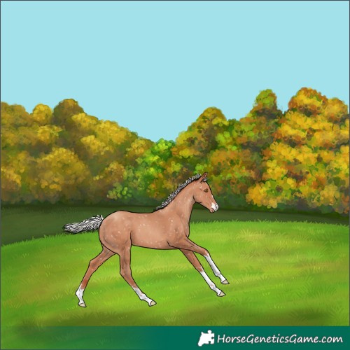 Horse Color:Silver Classic Champagne Snowflake Varnish 