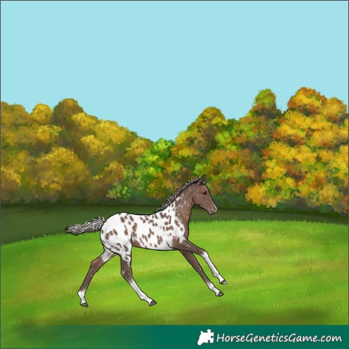 Horse Color:Silver Black Tobiano Near Leopard 