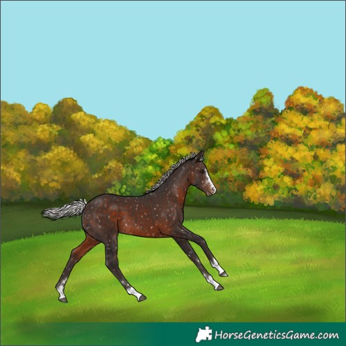 Horse Color:Silver Brown Snowflake Varnish 