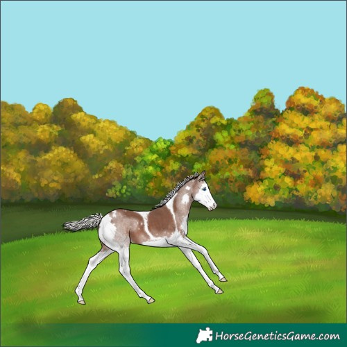 Horse Color:Silver Black Splash Tobiano Varnish 