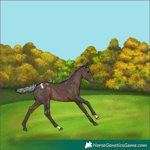 Horse Color:Silver Black Blanket 