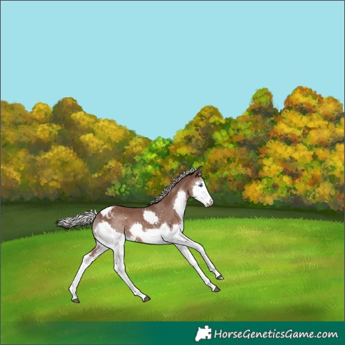 Horse Color:Silver Black Splash Tobiano Varnish 