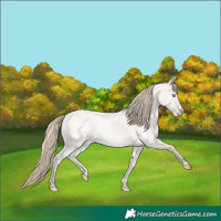 Horse Color:Smoky Creme Roan Dun 