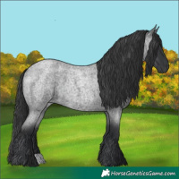 Horse Color:Blue Roan 