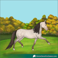 Horse Color:Amber Champagne Roan Dun 