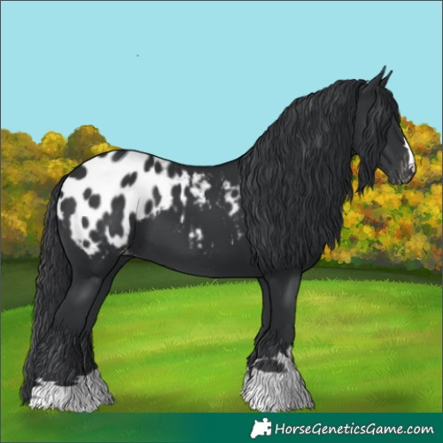 Horse Color:Black Appaloosa