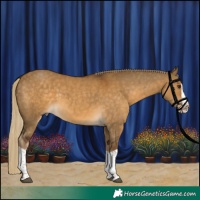 Horse Color:Chocolate Palomino Dun Splash