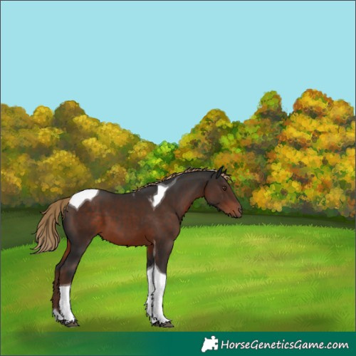 Horse Color:Liver Chestnut Tobiano 