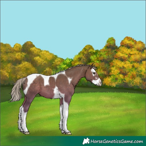 Horse Color:Silver Black Splash Tobiano 