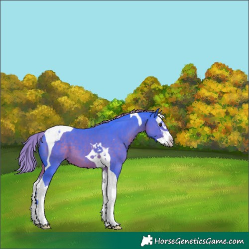 Horse Color:Watercolor Liver Chestnut Splash Tobiano 